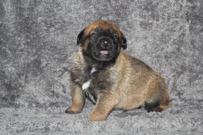 CHIOT 5