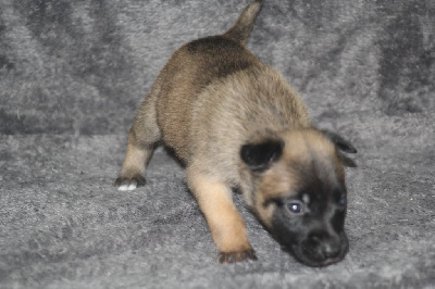 CHIOT 10