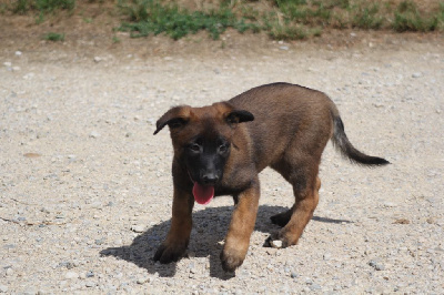 CHIOT 4