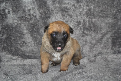 CHIOT 9
