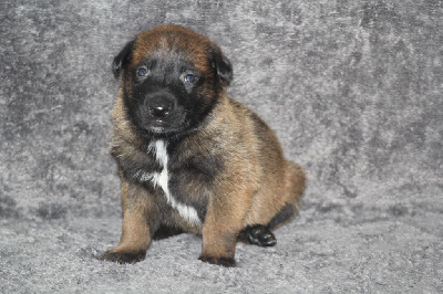CHIOT 2