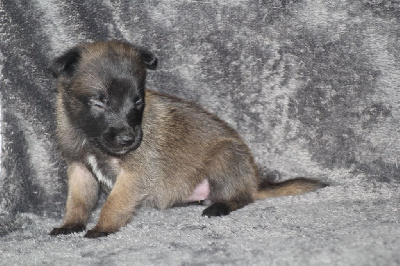CHIOT 9