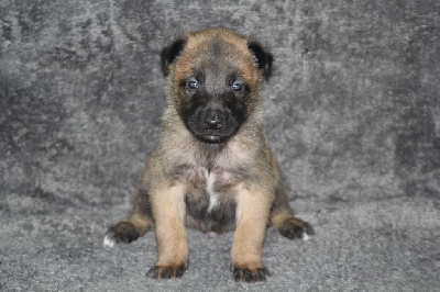 CHIOT 5