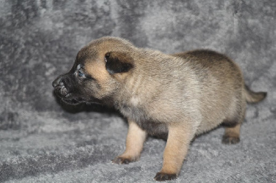 CHIOT 3
