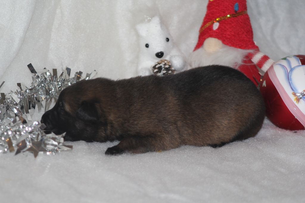 Des Terres D'Arès - Chiots disponibles - Berger Belge