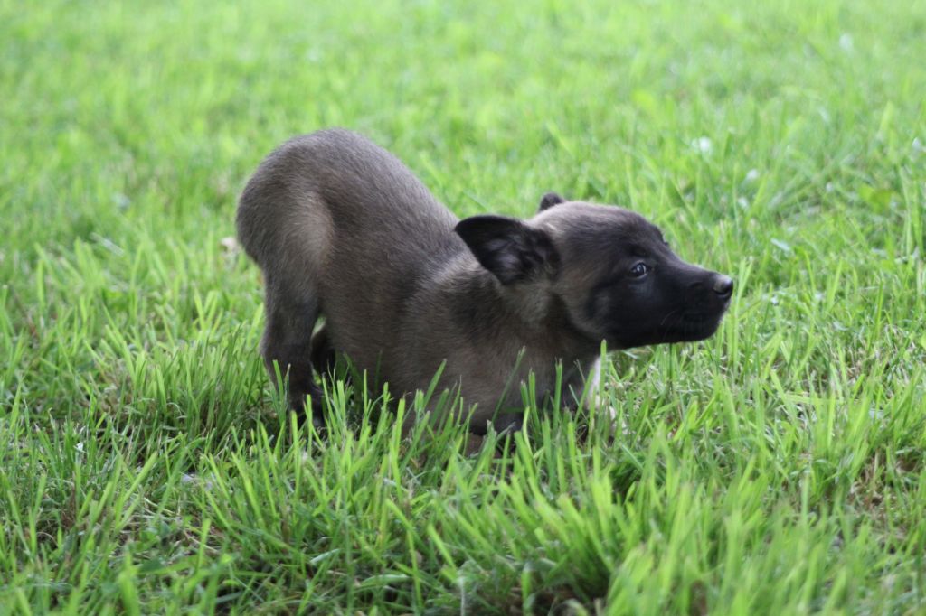 Des Terres D'Arès - Chiots disponibles - Berger Belge