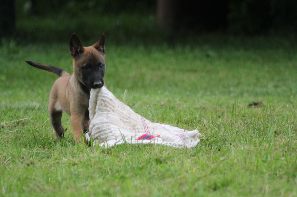 Des Terres D'Arès - Chiots disponibles - Berger Belge