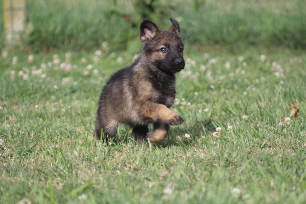 Des Terres D'Arès - Chiots disponibles - Berger Allemand