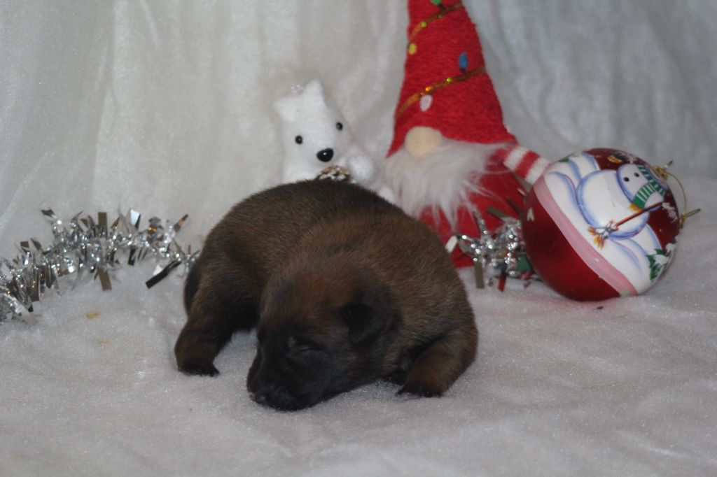 Des Terres D'Arès - Chiots disponibles - Berger Belge