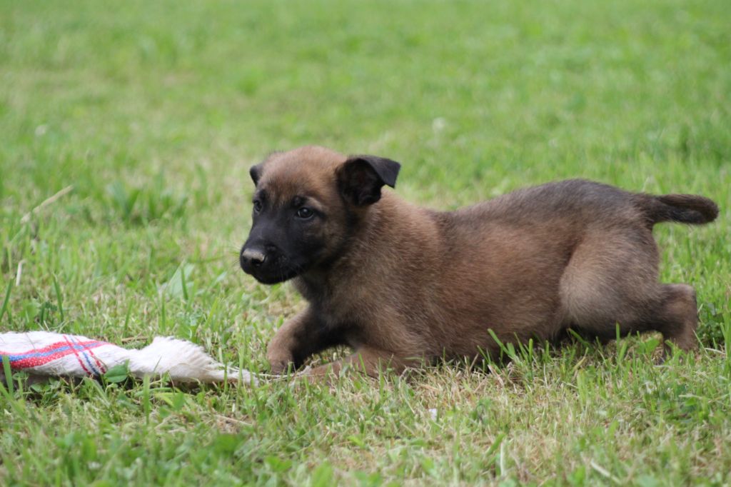 Des Terres D'Arès - Chiots disponibles - Berger Belge