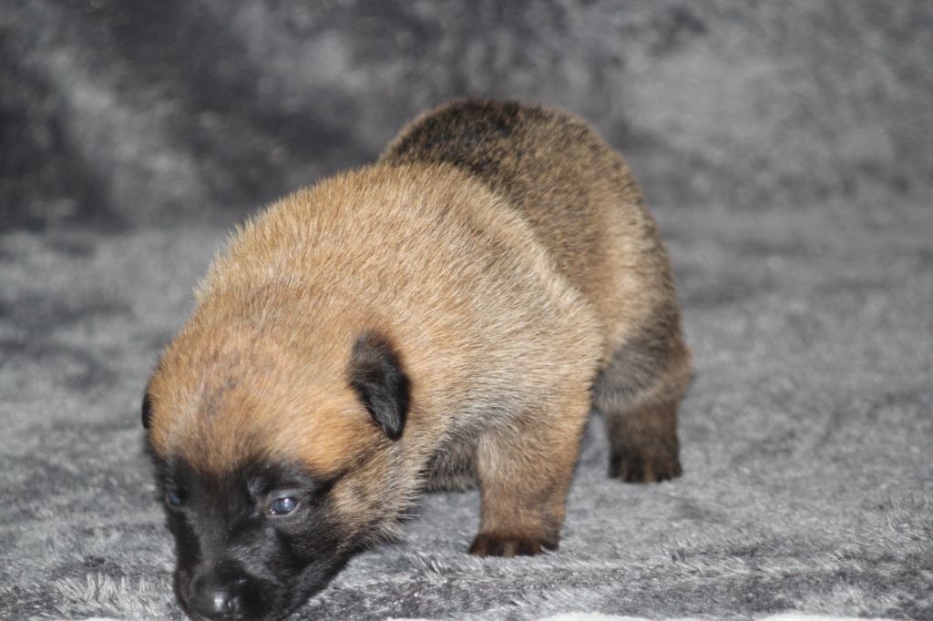 Des Terres D'Arès - Chiots disponibles - Berger Belge
