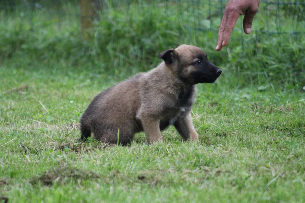 Des Terres D'Arès - Chiots disponibles - Berger Belge