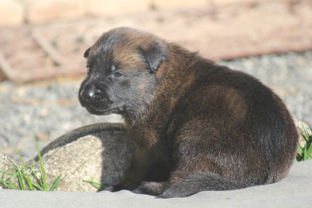 Des Terres D'Arès - Chiots disponibles - Berger Belge