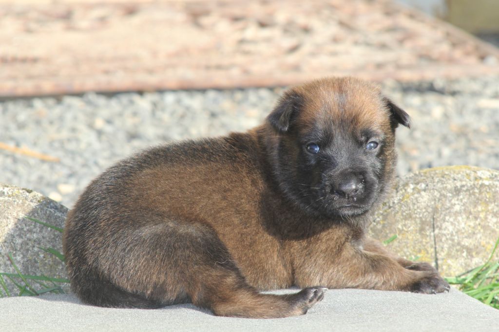 Des Terres D'Arès - Chiots disponibles - Berger Belge