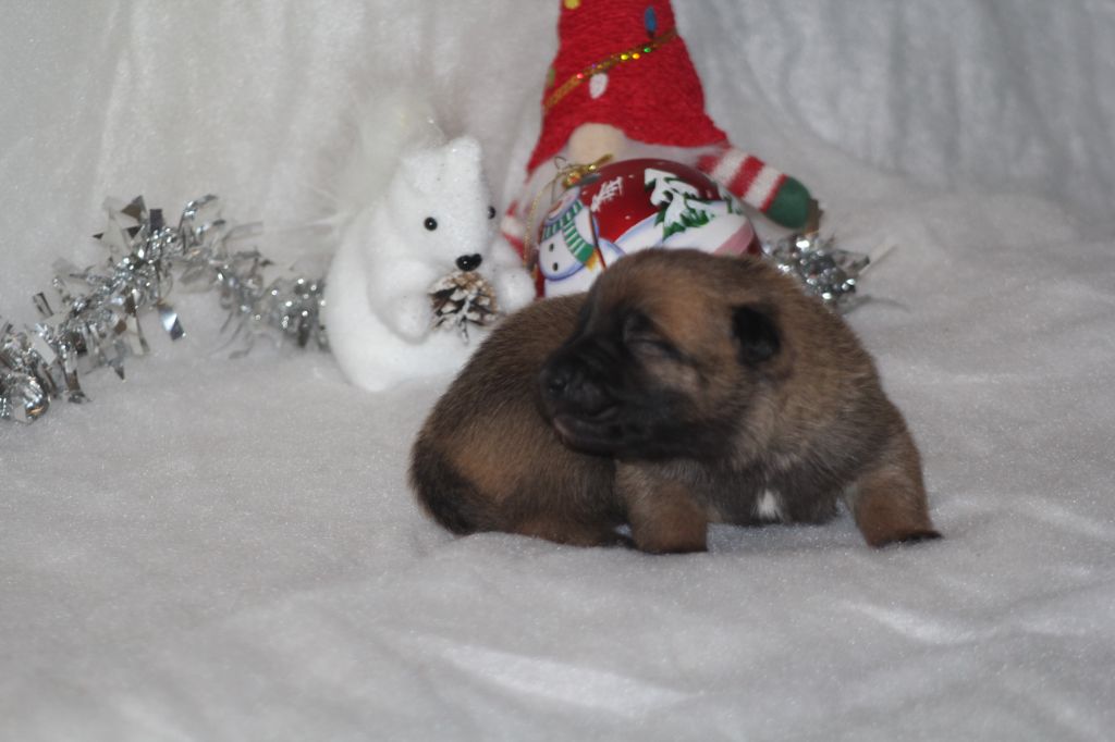 Des Terres D'Arès - Chiots disponibles - Berger Belge