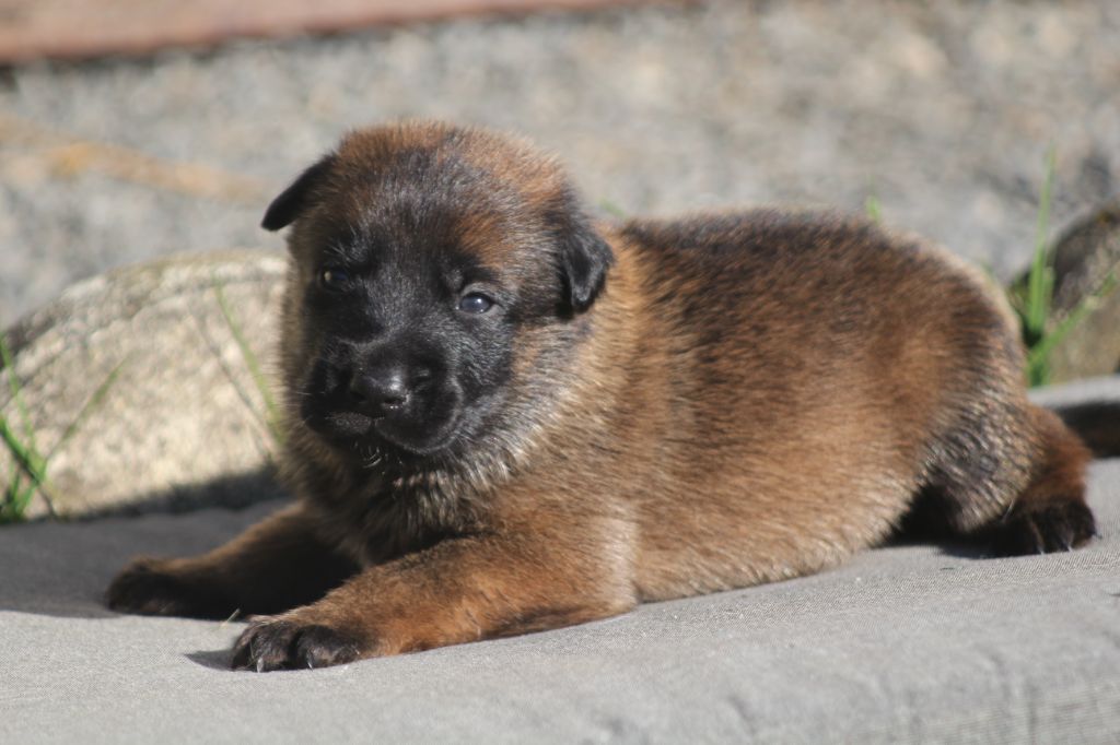 Des Terres D'Arès - Chiots disponibles - Berger Belge