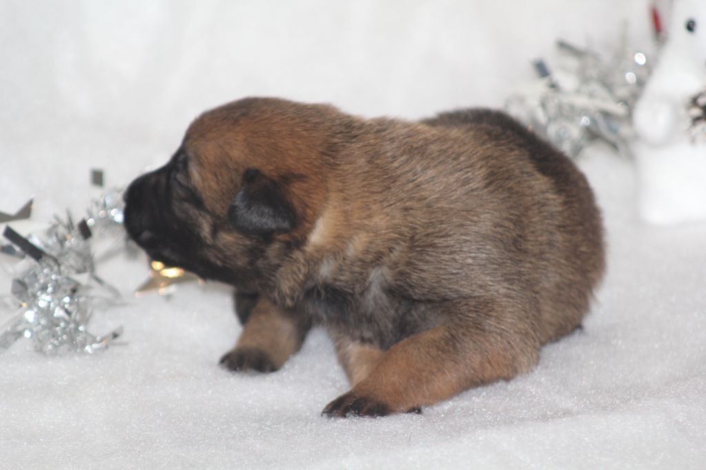 Des Terres D'Arès - Chiots disponibles - Berger Belge