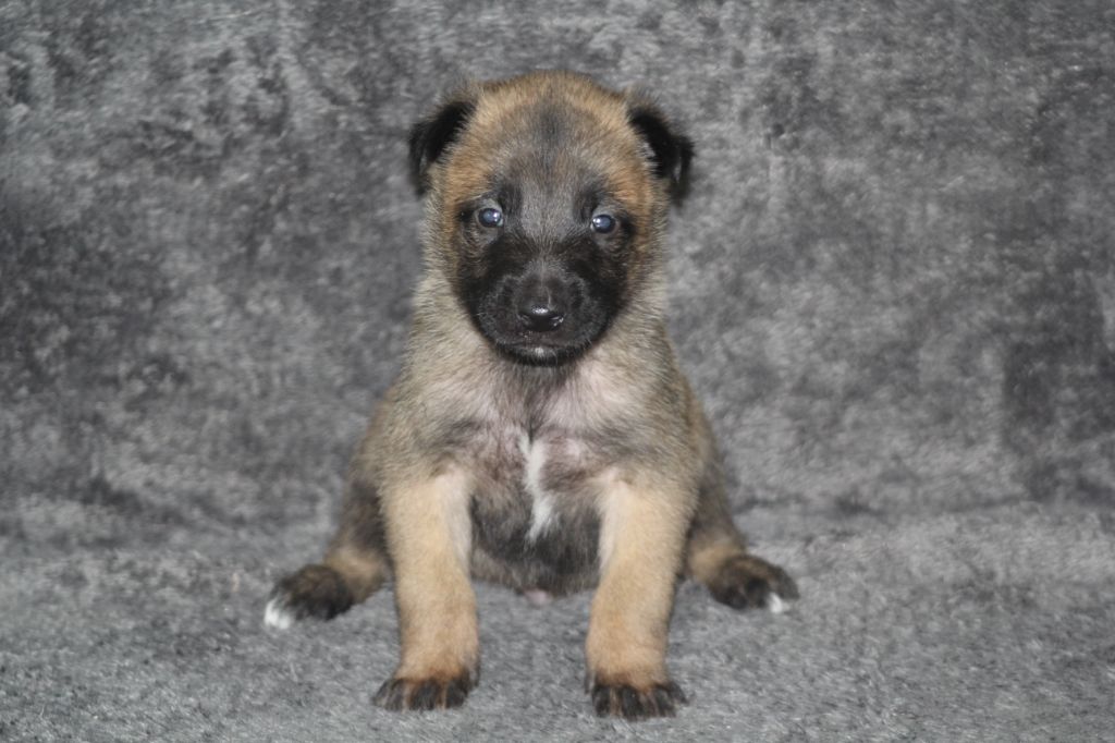 Des Terres D'Arès - Chiots disponibles - Berger Belge