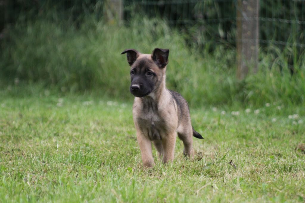 Des Terres D'Arès - Chiots disponibles - Berger Belge