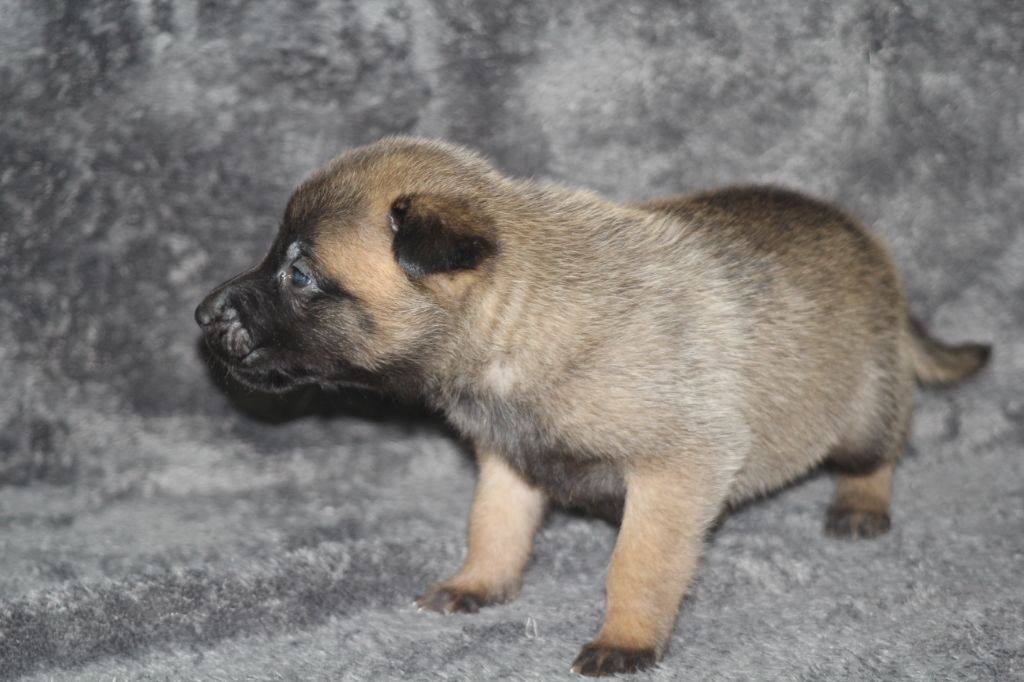 Des Terres D'Arès - Chiots disponibles - Berger Belge