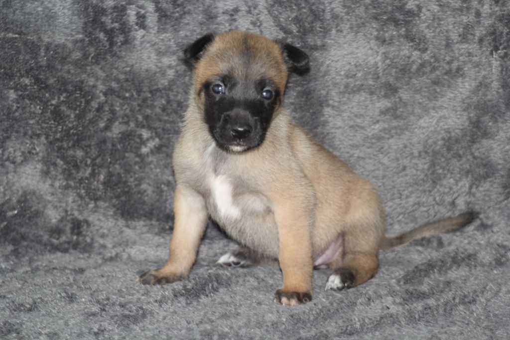 Des Terres D'Arès - Chiots disponibles - Berger Belge