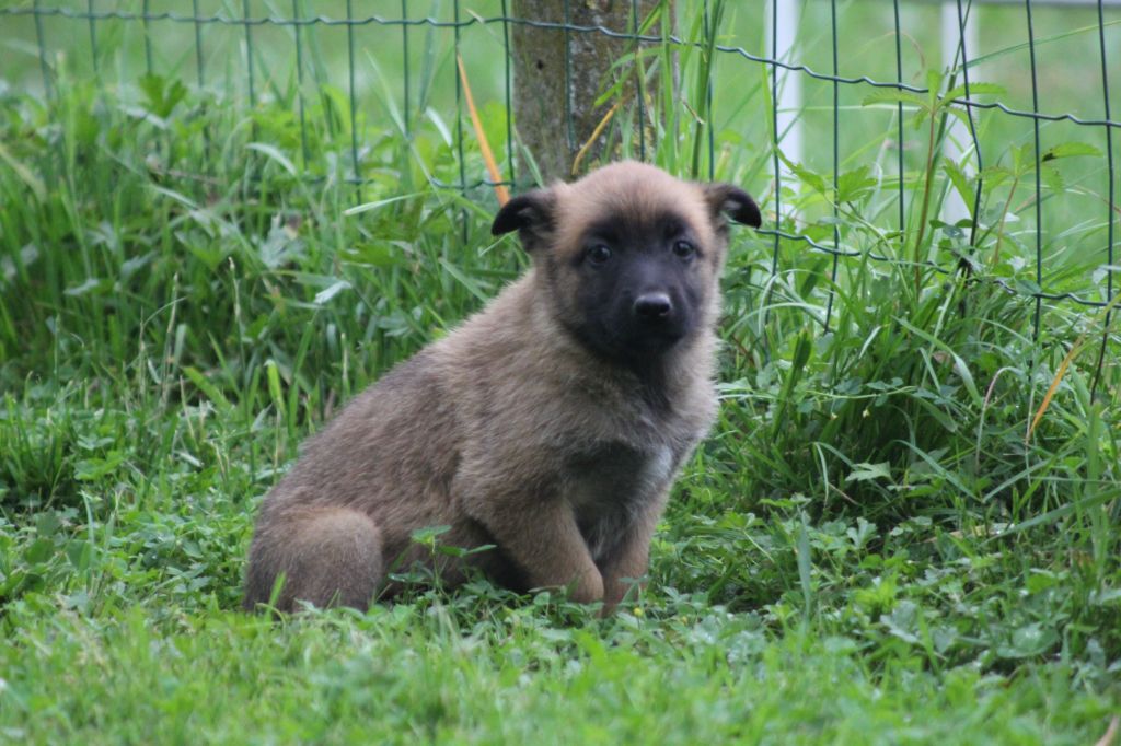 Des Terres D'Arès - Chiots disponibles - Berger Belge