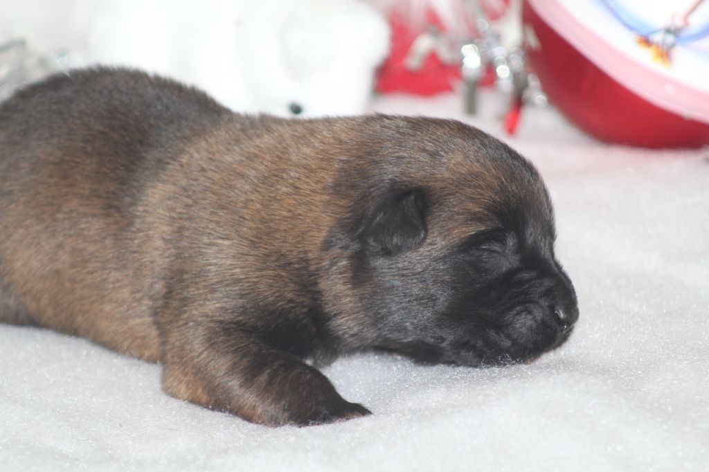 Des Terres D'Arès - Chiots disponibles - Berger Belge