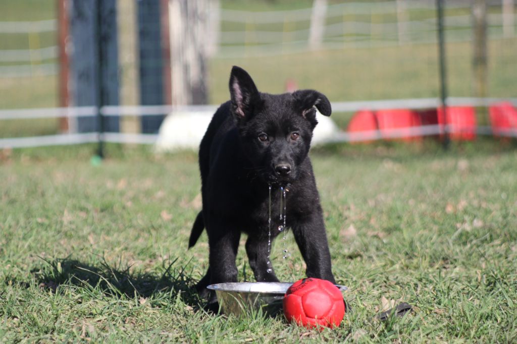 Des Terres D'Arès - Chiots disponibles - Berger Allemand