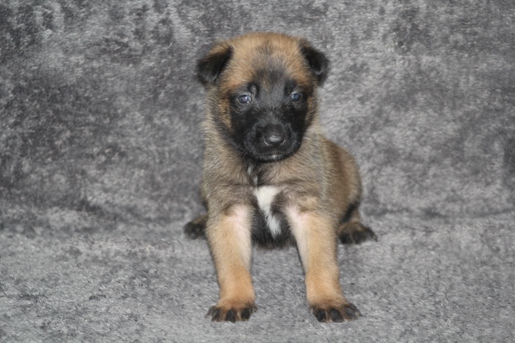 Des Terres D'Arès - Chiots disponibles - Berger Belge
