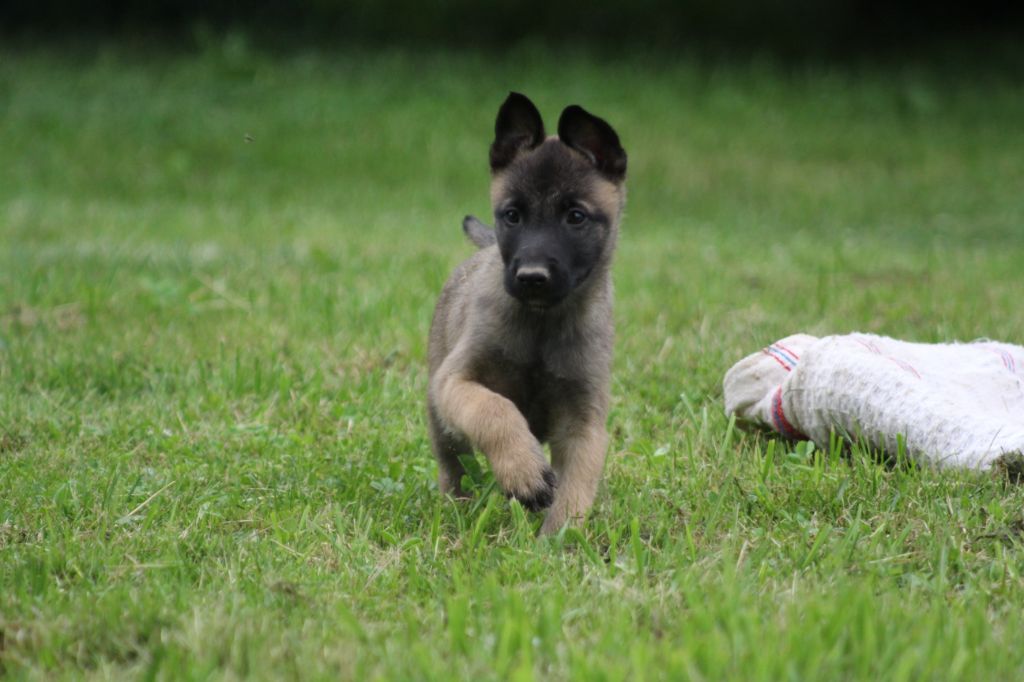 Des Terres D'Arès - Chiots disponibles - Berger Belge