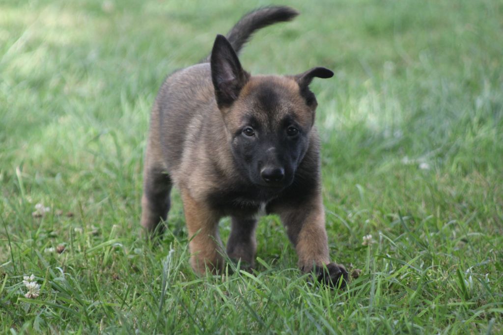 Des Terres D'Arès - Chiots disponibles - Berger Belge