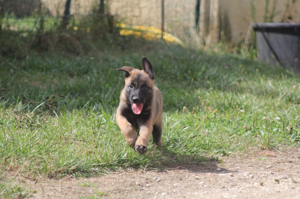 Des Terres D'Arès - Chiots disponibles - Berger Belge